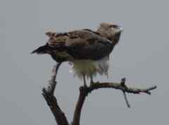 Circaetus