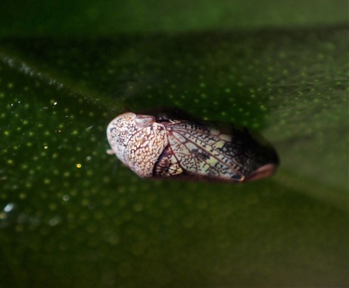 Neovulturnus vaedulcis observed 2021-02-16
