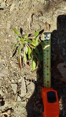 Oenothera argillicola