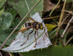 Vespa crabro altaica