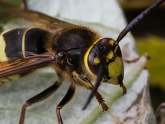 Vespa crabro altaica
