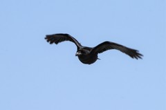 Corvus corax kamtschaticus