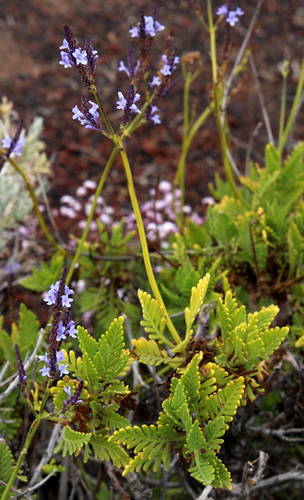 Lavandula canariensis subsp. hierrensis image