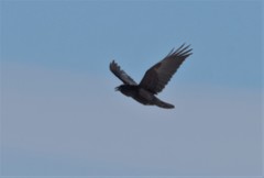 Corvus corax kamtschaticus
