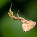 Uloborus barbipes - Photo (c) anthonypaul, algunos derechos reservados (CC BY-NC), uploaded by anthonypaul