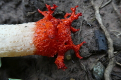 Lysurus corallocephalus