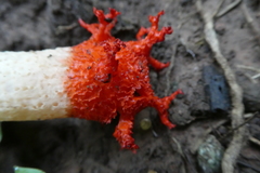 Lysurus corallocephalus