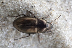 Amara spreta