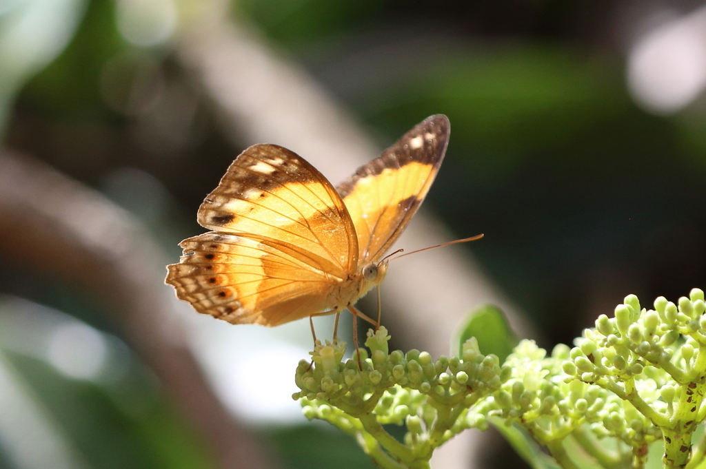Bordered Rustic