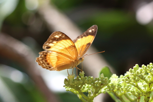 Bordered Rustic
