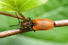 Anostirus castaneus