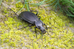 Carabus aeruginosus