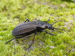 Carabus clatratus