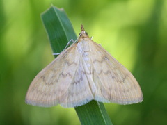 Paratalanta hyalinalis