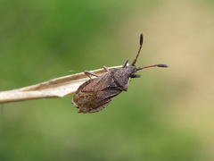 Ulmicola spinipes