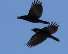 Corvus corax kamtschaticus