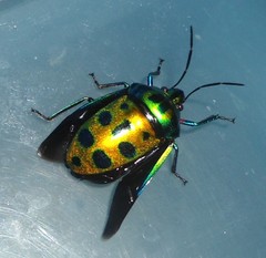 Calliphara excellens