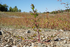 Oxybasis chenopodioides