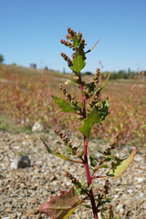 Oxybasis chenopodioides