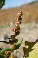 Oxybasis chenopodioides