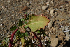 Oxybasis chenopodioides
