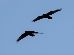 Corvus corax kamtschaticus