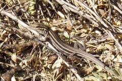 Aspidoscelis uniparens