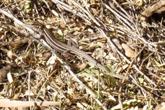 Aspidoscelis uniparens