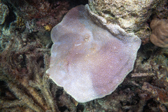Montipora danae