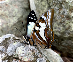 Charaxes sempronius