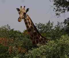 Giraffa camelopardalis peralta