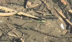 Opsariichthys evolans