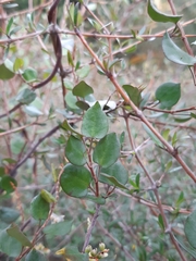 Muehlenbeckia complexa grandifolia