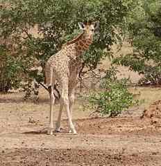 Giraffa camelopardalis peralta