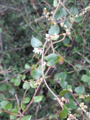 Muehlenbeckia complexa grandifolia