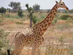 Giraffa camelopardalis peralta