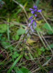 Polygala hybrida