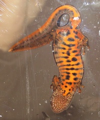 Triturus dobrogicus