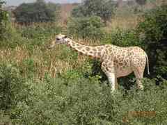 Giraffa camelopardalis peralta