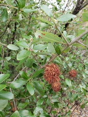 Asphondylia ceanothi