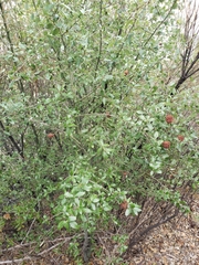 Asphondylia ceanothi