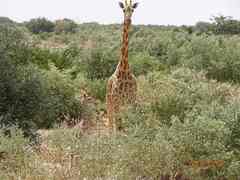 Giraffa camelopardalis peralta