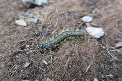 Phalera flavescens