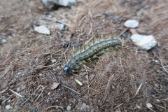 Phalera flavescens