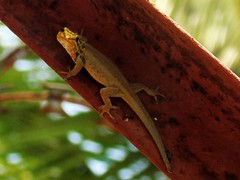 Lygodactylus picturatus