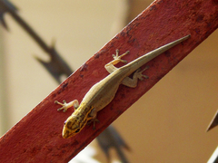 Lygodactylus picturatus
