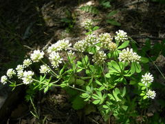 Dorycnium