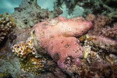 Leptastrea purpurea