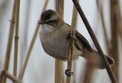 Acrocephalus melanopogon