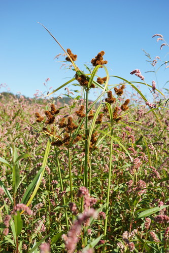 Cyperus glomeratus iNat (3)